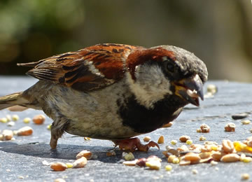 mus op zoek naar eten